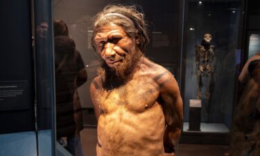 A Neanderthal man at a 2024 London exhibit. Modern humans genetically diverged from the lineage that produced Neanderthals and Denisovans about 600