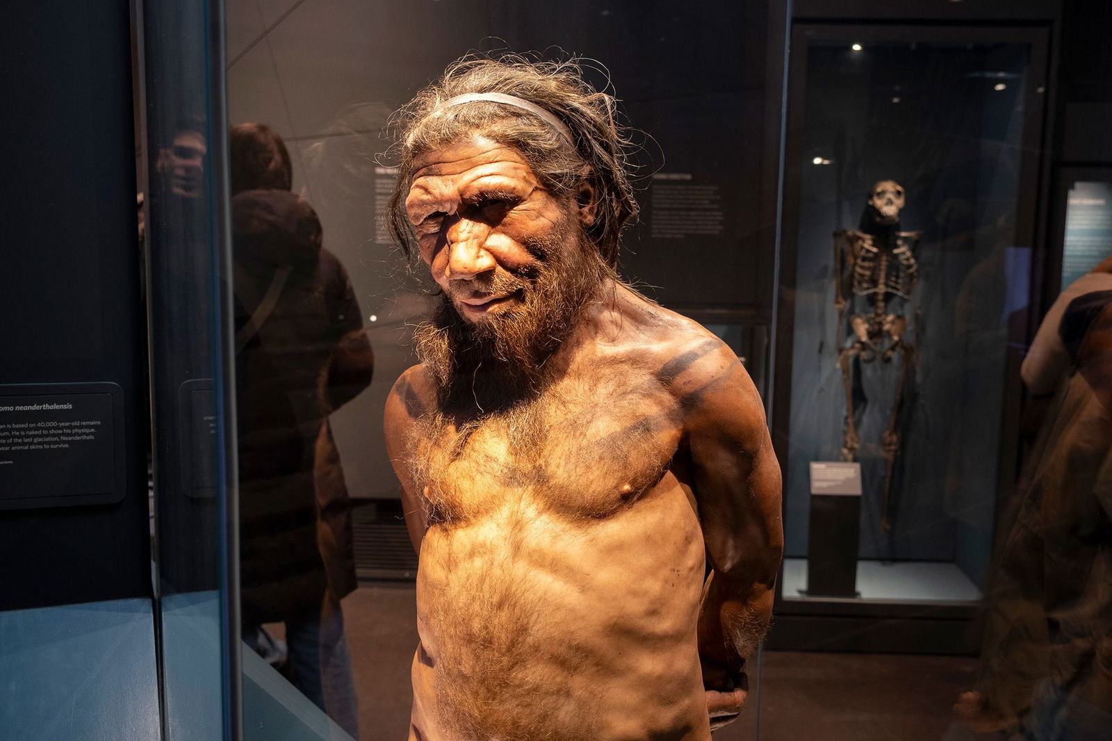 <i>Mike Kemp/In Pictures/Getty Images via CNN Newsource</i><br/>A Neanderthal man at a 2024 London exhibit. Modern humans genetically diverged from the lineage that produced Neanderthals and Denisovans about 600