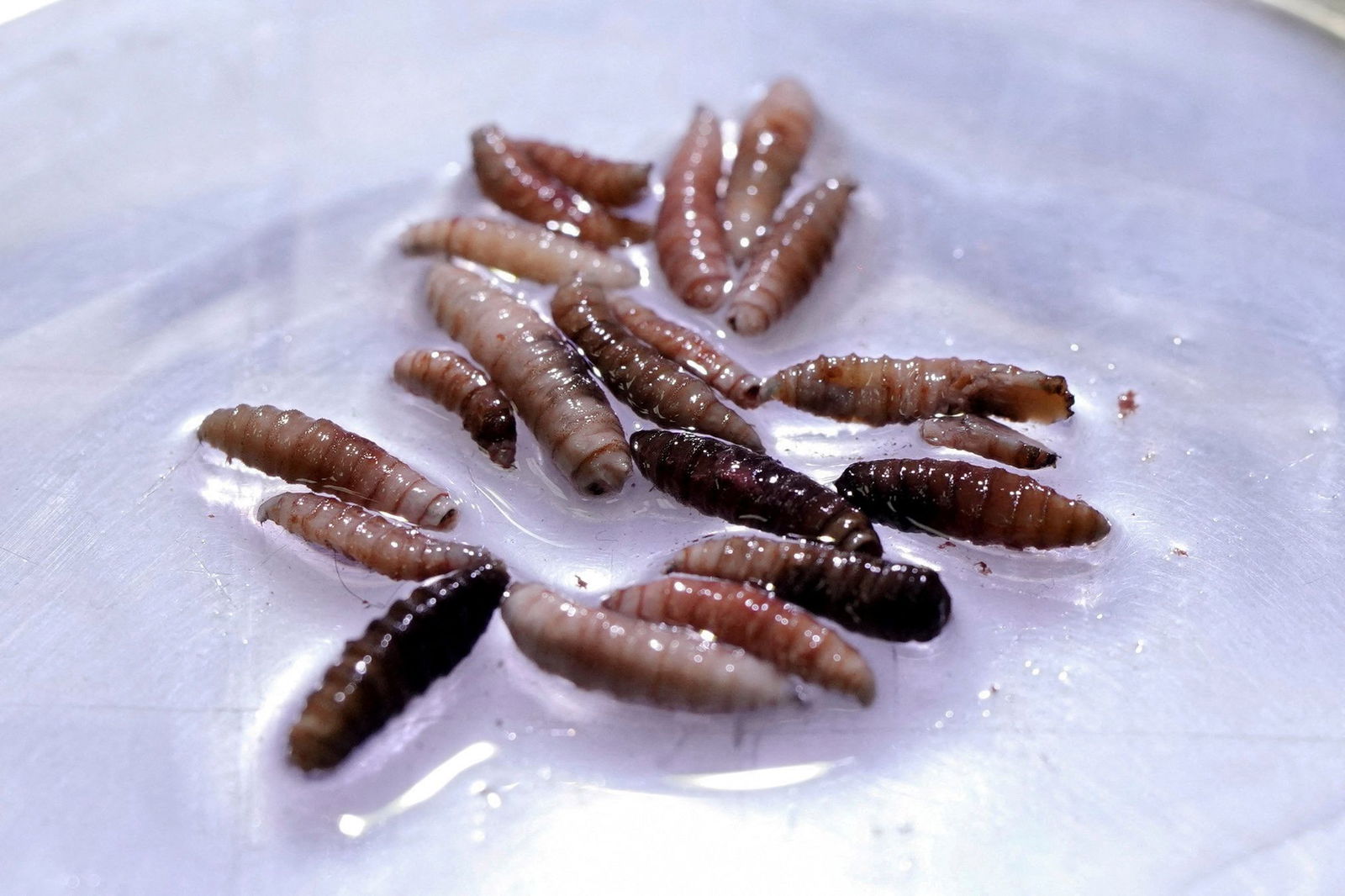 <i>Enea Lebrun/Reuters via CNN Newsource</i><br/>Larvae of the screwworm fly