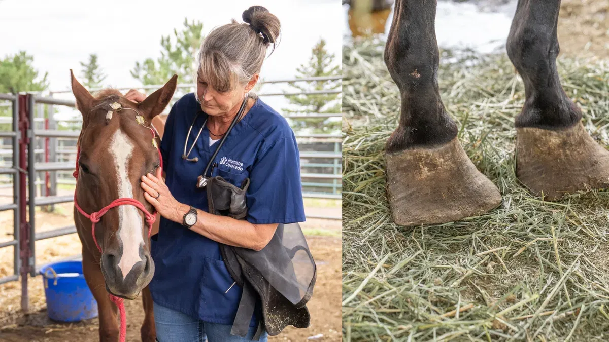 Humane Colorado found more than 70 horses starving and in urgent need of veterinary care in Franktown, Colorado.