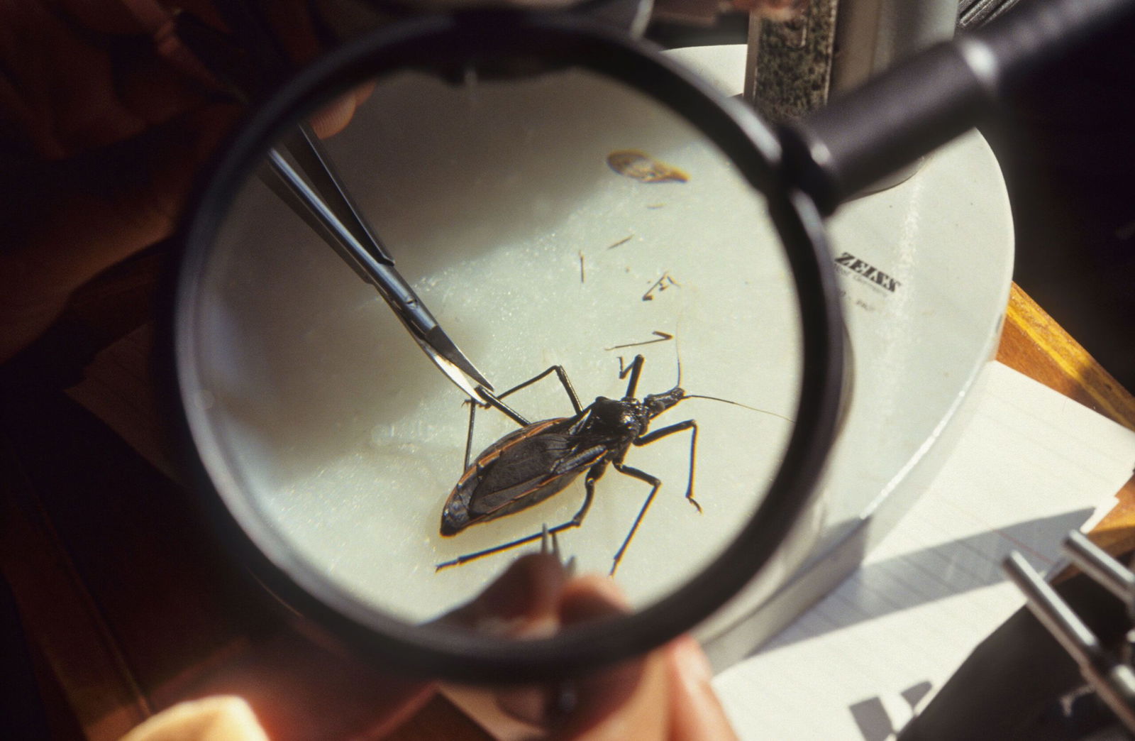 <i>Universal Images Group/Getty Images via CNN Newsource</i><br/>Chagas largely spreads when triatomine bugs