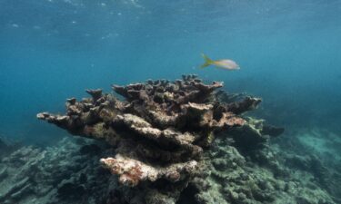 Dead elkhorn coral near Elbow Reef off the coast of Key Largo