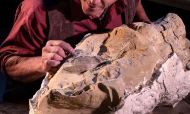 A thin layer of clay over the fossilized skeleton of the juvenile Edmontosaurus preserved large areas of scaly