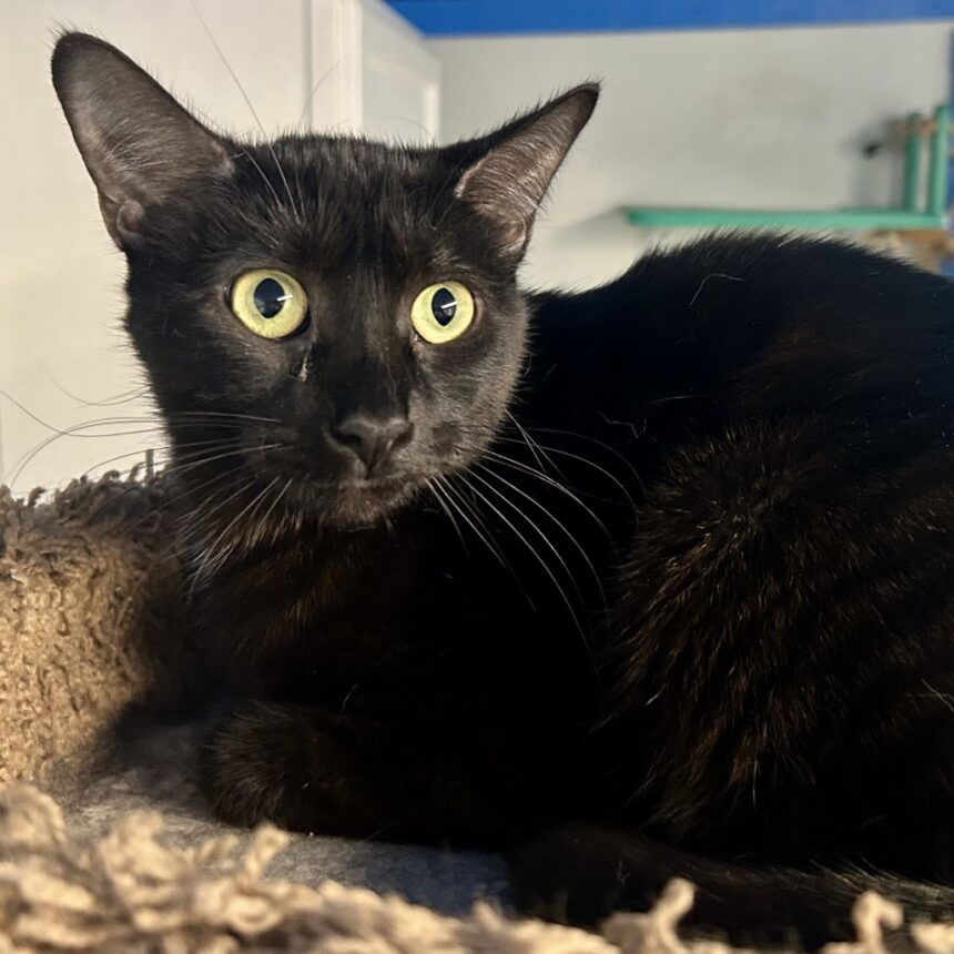 4f99a6552fd40cc8f0a8383ec1fab3c5