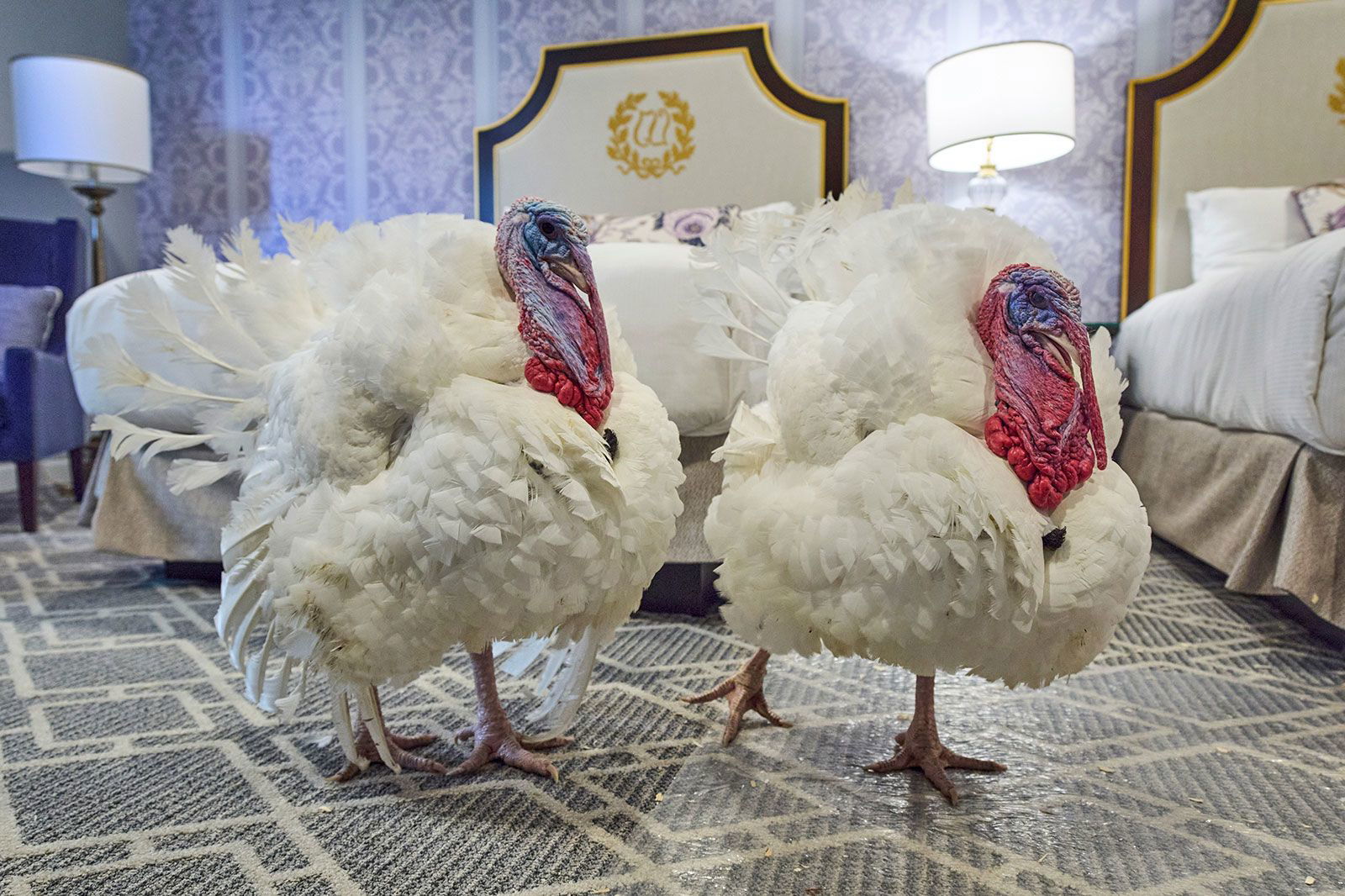 <i>Jacquelyn Martin/AP via CNN Newsource</i><br/>Turkeys Waddle and Gobble