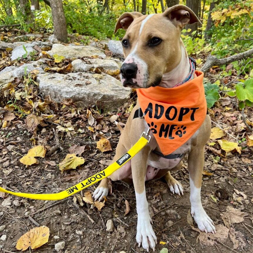 fe74abed440e9137d2f7f3ec651c69e3