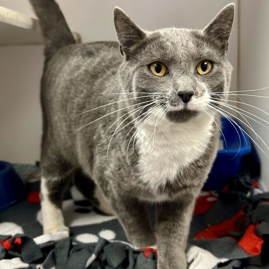 43b414c708fa016476d37e25d4fc82f4